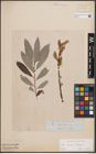 Foto von Salix caprea L. x Salix eleagnos Scop.